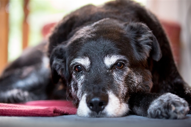 モグワンが高齢犬(シニア犬)におすすめできる７つの理由を成分で比較