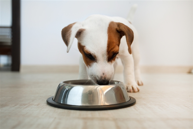 【子犬・成犬・シニア犬別】モグワンの正しい給餌量が一目で分かる！