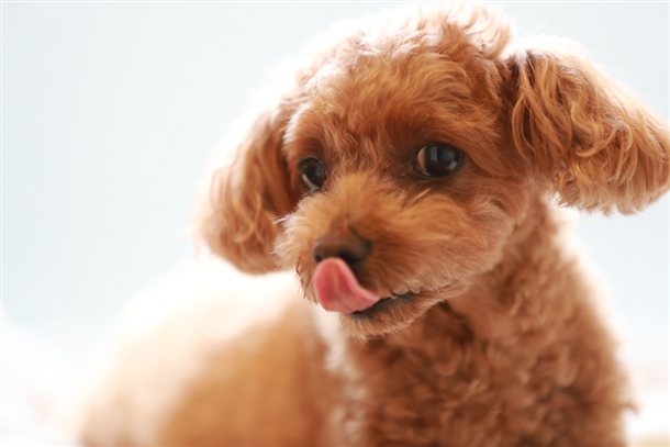 【口コミ4.0以上】犬の涙やけにおすすめなドッグフードランキング！